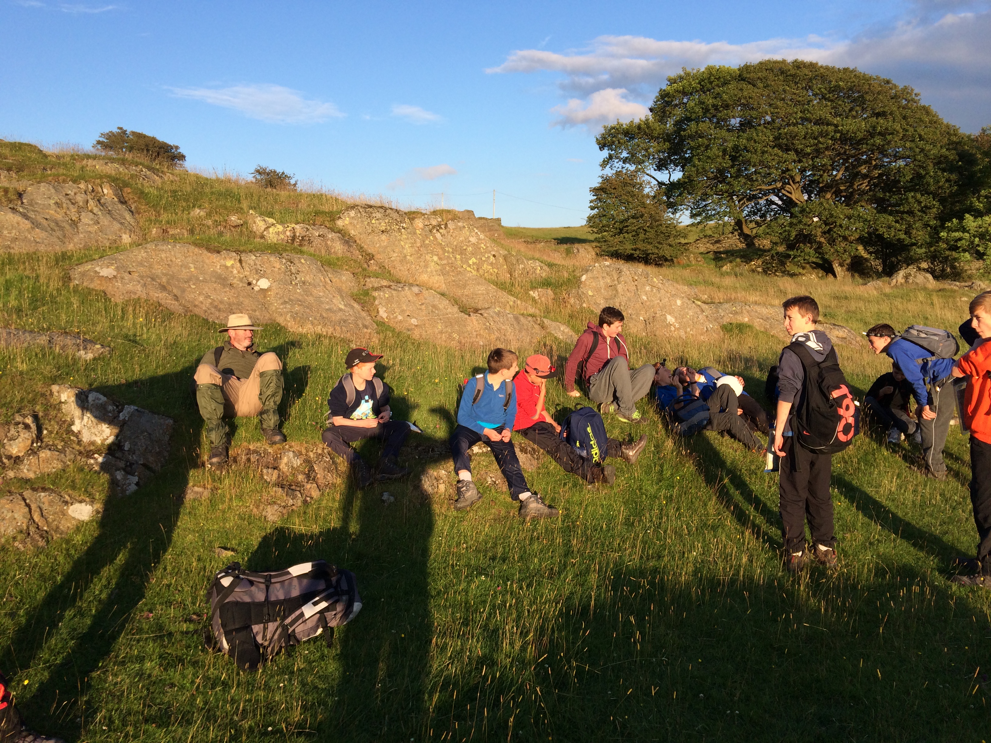 airedale scouts in a field at sunset